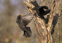 Biosphoto | 2102796 | Fight between two Blackbirds (Turdus merula), Regional Natural Park of the Vosges du Nord, France | &copy; Michel Rauch / Biosphoto