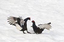 Biosphoto | 1444102 | Fight og Male black grouse parade in snow Swiss Alps  | &copy; Olivier Born / Biosphoto