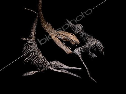 Biosphoto | 2552330 | Fight scene between a plesiosaur and two small ichthyosaurs (literally Ôfish-reptileÕ in Greek). Plesiosaurs and ichthyosaurs were discovered in the early 19th century in England. The dinosaurs being still unknown, these monsters fascinated the general public. - Blouet brothers collection | &copy; Pascal Goetgheluck / Biosphoto