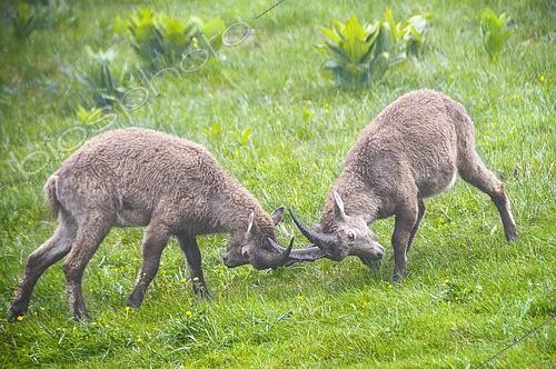 Biosphoto | 2610065 | Fighting games between two young male Alpine ibex (Capra ibex) during a rain shower, Creux du Van, Switzerland. | © Monique Morin / Biosphoto