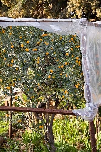 Biosphoto | 1499957 | Filet sur un Kumquat en fruit dans un jardin | &copy; Lamontagne / Biosphoto