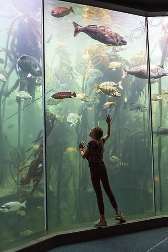 Biosphoto | 2044430 | Fille regardant les poissons dans un aquarium - Afrique du Sud ; Two Oceans Aquarium  | &copy; Martin Harvey / Biosphoto