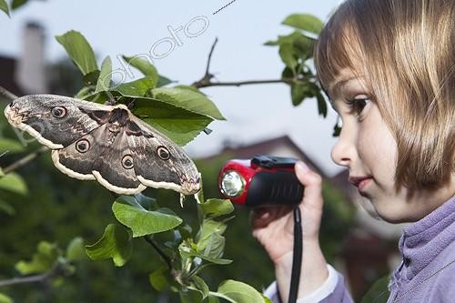 Biosphoto | 1290653 | Fillette observant un Grand Paon de nuit France ; Imago 4 heures après sa sortie de Chrysalide | &copy; Frédérique Bidault / Biosphoto