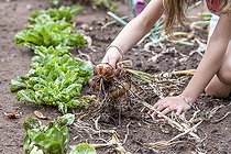 Biosphoto | 2455498 | Fillette récoltant des oignons dans un potager en été, Moselle, France | &copy; Yann Avril / Biosphoto