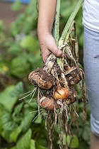 Biosphoto | 2455501 | Fillette récoltant des oignons dans un potager en été, Moselle, France | &copy; Yann Avril / Biosphoto