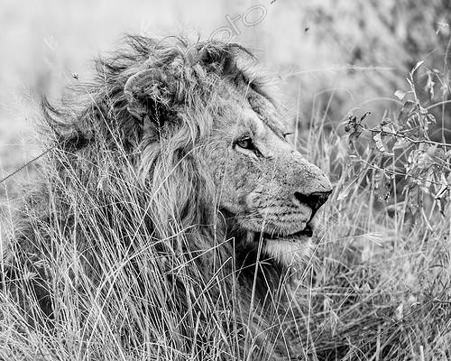 Biosphoto | 2068571 | Fils de Nodge le lion, Masai Mara, Kenya | &copy; Myriam Dupuis / Biosphoto