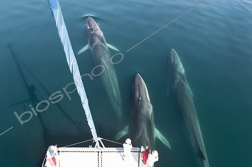 Biosphoto | 2040875 | Fin whales bowriding a catamaran - Gulf of California | &copy; Christopher Swann / Biosphoto