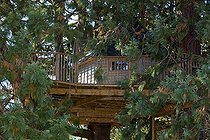 Biosphoto | 1251456 | Finnish Kota | &copy; Franck Fouquet / Biosphoto