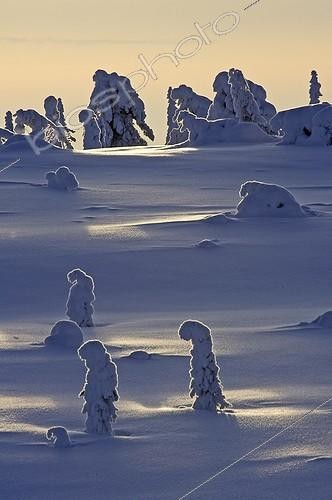 Biosphoto | 911076 | Fir trees covered in snow at dusk Riisitunturi NP Finland  | &copy; David Allemand / Biosphoto