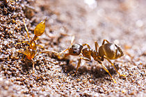 Biosphoto | 2621306 | Fire ant (Solenopsis sp) and black garden ant (Lasius niger), Cévennes National Park, France. | &copy; Philippe Lebeaux / Biosphoto