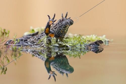 Biosphoto | 2035977 | Fire-bellied Toad in defensive posture - Germany | &copy; Thomas Hinsche / imageBROKER / Biosphoto