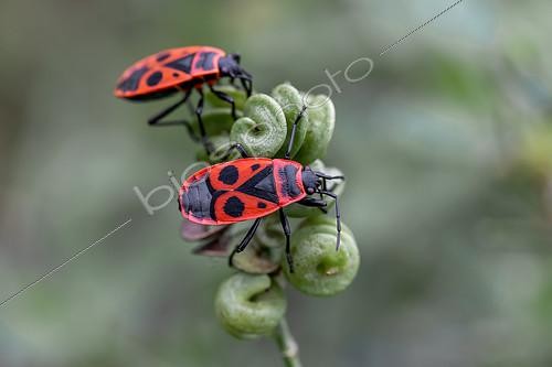 Biosphoto | 2487781 | Fire bug (Pyrrhocoris apterus), brachypterous form, on alfalfa (Medicago sp.), Vaucluse, France | &copy; Marie Aymerez / Biosphoto
