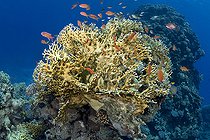 Biosphoto | 2583297 | Fire coral (Millepora sp) and lyretail anthias (Pseudanthias squamipinnis). Fire coral is stinging and when touched it can leave scars on the skin for several days. Coral reef, corals. Ras Muhammad National Park (Sharm Al Sheikh - Raas Mohammed) and Tiran Strait. Sinai Peninsula. Red Sea, Egypt. | &copy; Sergio Hanquet / Biosphoto
