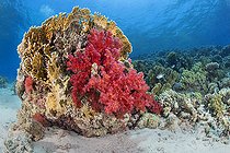 Biosphoto | 2583328 | Fire coral (Millepora sp) and soft coral (Dendronephthya sp). Fire coral is stinging and when touched it can leave scars on the skin for several days. Coral reef, corals. Ras Muhammad National Park (Sharm Al Sheikh - Raas Mohammed) and Tiran Strait. Sinai Peninsula. Red Sea, Egypt. | &copy; Sergio Hanquet / Biosphoto