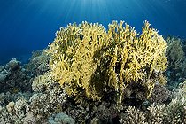 Biosphoto | 2583300 | Fire coral (Millepora sp). Fire coral is stinging and when touched it can leave scars on the skin for several days. Coral reef, corals. Ras Muhammad National Park (Sharm Al Sheikh - Raas Mohammed) and Tiran Strait. Sinai Peninsula. Red Sea, Egypt. | &copy; Sergio Hanquet / Biosphoto