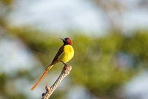 Biosphoto | 2584541 | Fire-tailed sunbird (Aethopyga ignicauda), male perched, Singalila national park, Himalaya, Nepal | &copy; Sylvain Cordier / Biosphoto
