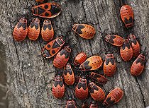 Biosphoto | 1514487 | Firebugs (Pyrrhocoris apterus) | &copy; Martin Siepmann / imageBROKER / Biosphoto
