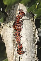 Biosphoto | 1522890 | Firebugs (Pyrrhocoris apterus), group on tree trunk, warming themselves up, Germany, Europe | &copy; Jspix / imageBROKER / Biosphoto
