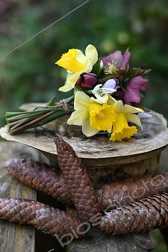 Biosphoto | 2554668 | First flowers of the year, bunch of Daffodils (Narcissus sp), Christmas Roses (Helleborus sp) and Snowdrops (Galanthus nivalis), Pine cones, Back to the garden | &copy; Catherine Fruhinsholz / Biosphoto