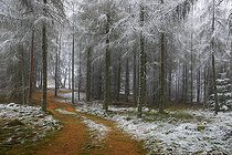 Biosphoto | 2492878 | First snow in a larch forest, Vosges du Nord Regional Nature Park, France | &copy; Michel Rauch / Biosphoto