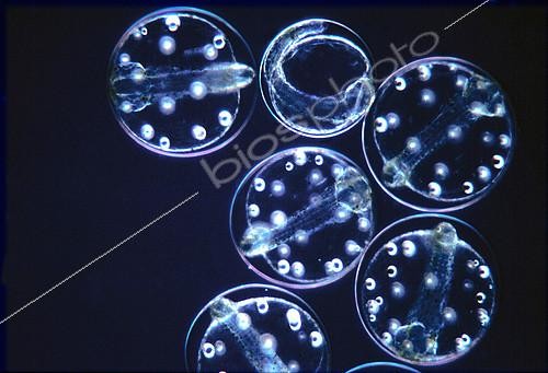 Biosphoto | 2088367 | Fish eggs as found in sea water, ie as marine plankton. The oil bubbles that are the nutrient reserves of the larvae are seen for the following days. | &copy; Jean Lecomte / Biosphoto
