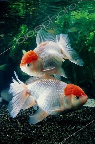 Biosphoto | 1768681 | Fish lions head  red cap oranda tancho  | &copy; Yvette Tavernier / Biosphoto