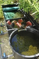 Biosphoto | 2463028 | Fish pond filter | &copy; Aqua Press / Biosphoto