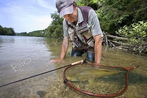 Biosphoto | 591278 | Fisherman catching a Brown trout in Ain river France | &copy; Bruno Mathieu / Biosphoto
