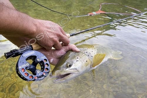 Biosphoto | 591280 | Fisherman catching a Brown trout in Ain river France | &copy; Bruno Mathieu / Biosphoto
