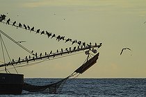 Biosphoto | 2395573 | Fishing boat attended by Magnificent frigatebirds (Fregata magnificens) and Brown boobies (Sula leucogaster), Costa Rica, Pacific Ocean | &copy; Jack Chapman / Biosphoto