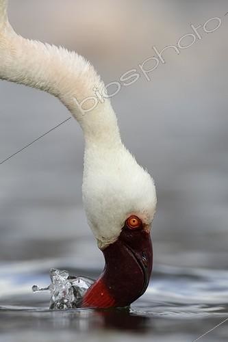 Biosphoto | 1651013 | Flamant nain filtrant les eaux salées du lac Bogoria Kenya | &copy; Tony Crocetta / Biosphoto