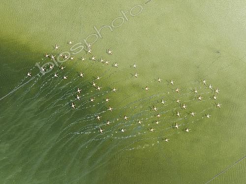 Biosphoto | 2577457 | Flamant rose (Phoenicopterus roseus). Décollage dans une lagune peu profonde. Vue aérienne. Prise de vue par drone. Province de Cadix, Andalousie, Espagne. | &copy; Thomas Dressler / Biosphoto