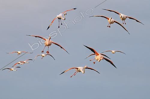 Biosphoto | 2600552 | Flamant rose (Phœnicopterus roseus) en vol, Camargue, France | &copy; Jean-Paul Chatagnon / Biosphoto