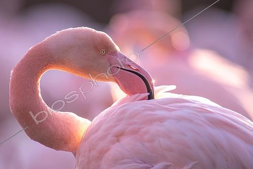Biosphoto | 2433401 | Flamant rose (Phoenicopterus roseus) portrait, Camargue, France | &copy; Marc Homs & Pepi Compte / Biosphoto