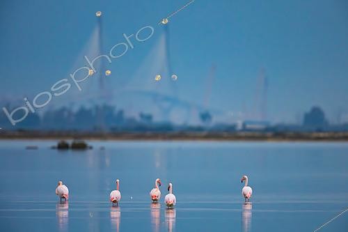 Biosphoto | 2627766 | Flamants roses (Phoenicopterus roseus) dans une zone humide avec le pont de la Constitution de 1812, localement connu sous le nom de Puente de la Pepa, en arrière-plan, Puerto Real, Cadix, Espagne. | &copy; Pablo Barrena / Biosphoto