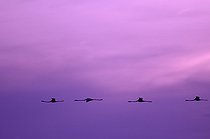 Biosphoto | 2279070 | Flamants roses (Phoenicopterus roseus) en vol à l'aube, Camargue, France | &copy; Henry Ausloos / Biosphoto