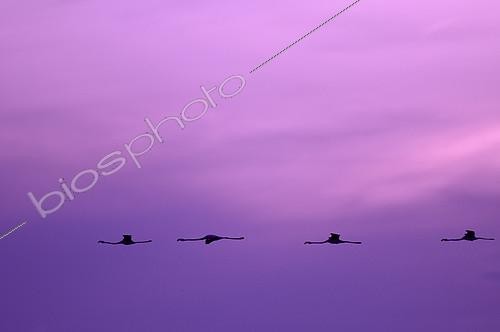 Biosphoto | 2279070 | Flamants roses (Phoenicopterus roseus) en vol à l'aube, Camargue, France | &copy; Henry Ausloos / Biosphoto