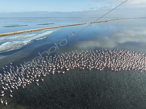 Biosphoto | 2622112 | Flamants roses (Phoenicopterus ruber) dans la lagune de Walvis Bay. Vue aérienne. Photo par drone. Walvis Bay, Namibie. | &copy; Thomas Dressler / Biosphoto