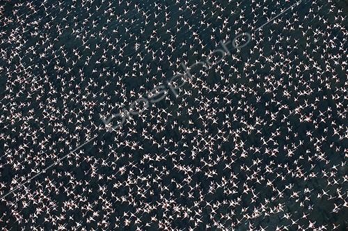Biosphoto | 1465530 | Flamants roses vus du ciel en Camargue France | &copy; Thierry Vezon / Biosphoto