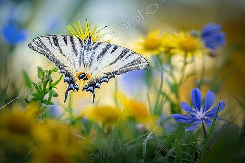 Biosphoto | 2505405 | Flambé (Iphiclides podalirius) au repos sur une fleur au lever du soleil, Luzzara, Reggio Emilia, Italie | &copy; Alberto Ghizzi Panizza / Biosphoto