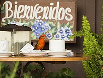 Biosphoto | 2135147 | Flame-colored Tanager (Piranga bidentata), male on coffee-shop table, Chiriquí, Panama, March | &copy; Ignacio Yufera / Biosphoto