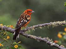 Biosphoto | 2608832 | Flame-colored Tanager (Piranga bidentata), male on lichen-covered branch, Chiriqui Highlands, Panama | &copy; Ignacio Yufera / Biosphoto