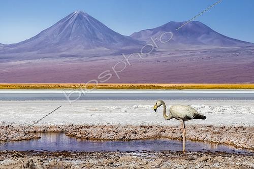 Biosphoto | 2565417 | Flamingo (Phoenicopterus sp.), Laguna Tebinquinche, San Pedro de Atacama, Antofagasta, Chile | &copy; Alberto Ghizzi Panizza / Biosphoto