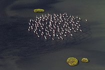 Biosphoto | 2038164 | Flamingos in a salt marsh - Bay of Cadiz Spain  | &copy; Óscar Díez Martínez / Biosphoto