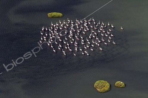 Biosphoto | 2038164 | Flamingos in a salt marsh - Bay of Cadiz Spain  | &copy; Óscar Díez Martínez / Biosphoto