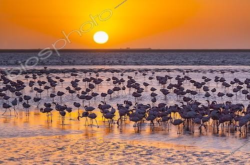 Biosphoto | 2064749 | Flamingos, Salinas, Walvis Bay, Namibia, Africa | &copy; Juan-Carlos Muñoz / Biosphoto