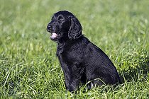 Biosphoto | 2598116 | Flat-coated retriever noir, chiot de 9 semaines assis dans un champ, chien de chasse originaire d'Angleterre | &copy; alimdi / Arterra / Sven Erik Arndt / imageBROKER / Biosphoto