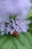 Biosphoto | 1254626 | Flea Beetle on a flower Mint in summer Touraine France | &copy; Patrick Glaume / Biosphoto