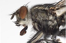 Biosphoto | 2434059 | Flesh Fly. Flesh Fly close up utilizing 26 images focus stacked in Photoshop. | &copy; Stuart Wilson / Biosphoto