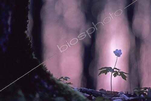 Biosphoto | 1136636 | Fleur d'Anémone des bois en sous-bois France | &copy; Florent Cardinaux  / Biosphoto
